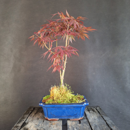 Javor - Acer palmatum Atropurpureum