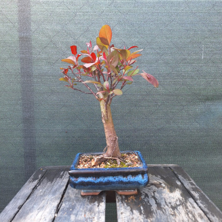 Slivka čerešňoplodá - Prunus cerasifera