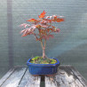 Javor - Acer palmatum Atropurpureum