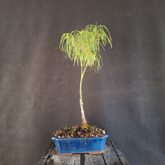 Javor - Acer palmatum KOKO-NO-ITO
