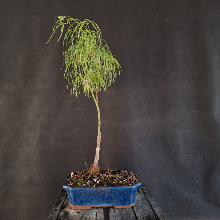 Javor - Acer palmatum KOKO-NO-ITO