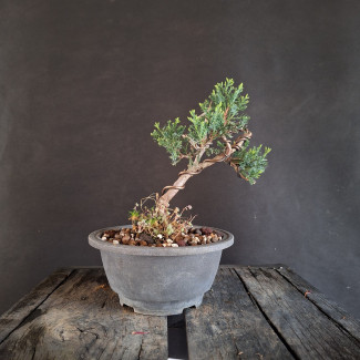Juniperus tamariscifolia - Borievka