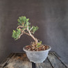 Juniperus tamariscifolia - Borievka