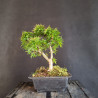 Javor - Acer palmatum Kotohime