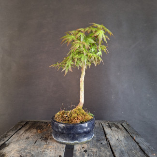 Javor - Acer palmatum Kiohyme