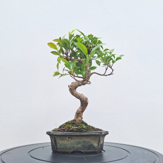 Fikus - Ficus retusa