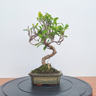 Fikus - Ficus retusa