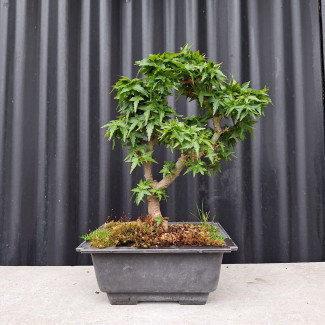 Javor - Acer palmatum Kotohime