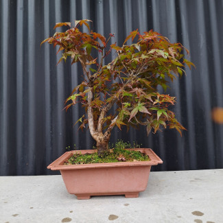Javor - Acer palmatum Katsura