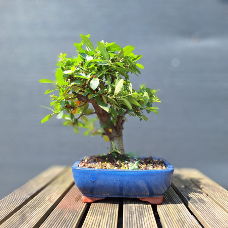 Hlohyňa - Pyracantha coccinea