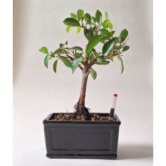 Fikus - Ficus microcarpa